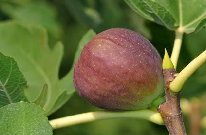 quotes  fig trees  quotes