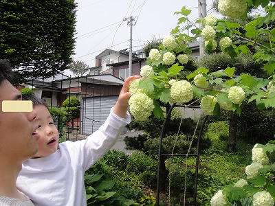 ビバーナム スノーボール が綺麗に咲いています 裕子母さんのbooログ 楽天ブログ