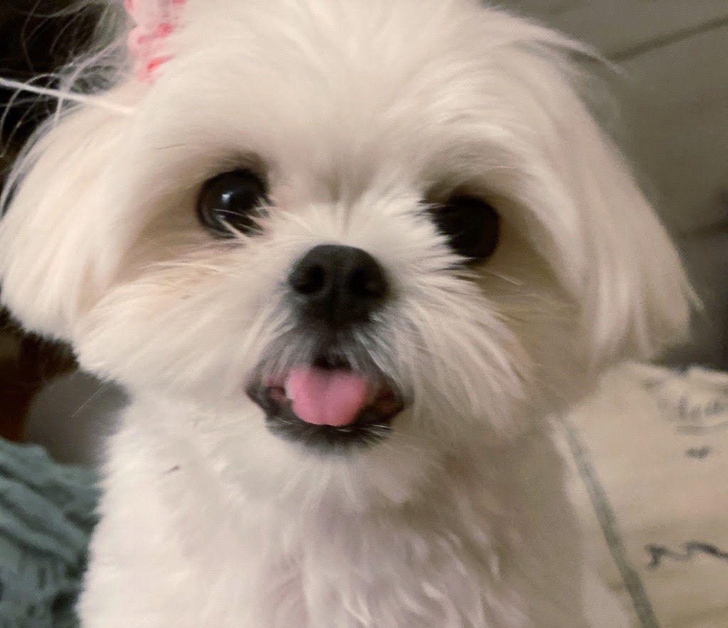 ミックス犬図鑑サーチ