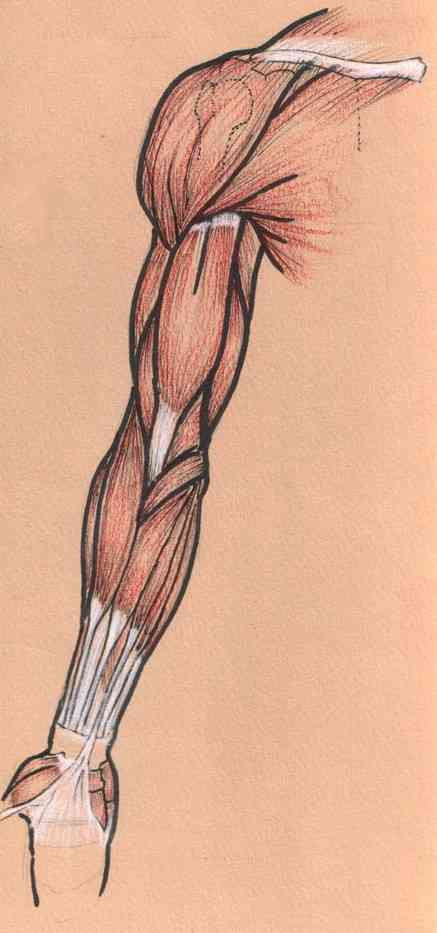  Dorsal flexion of arm 