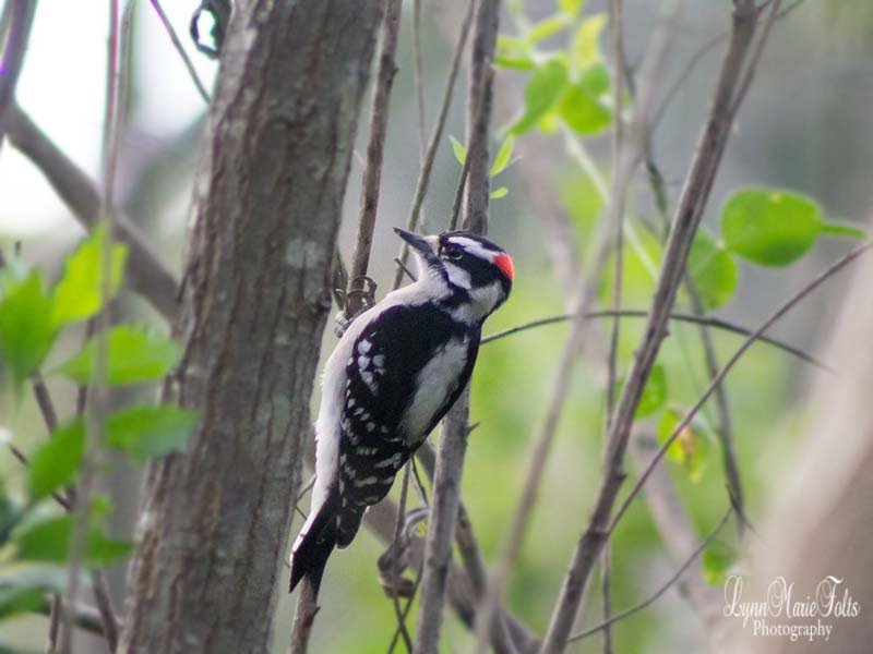 Downy Woodpecker