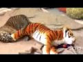 [dernier] photo de bébé tigre blanc trop mignon 148067