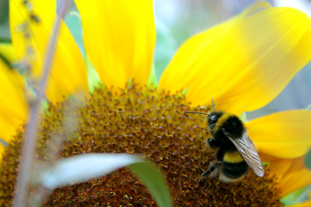 Sunflower bee