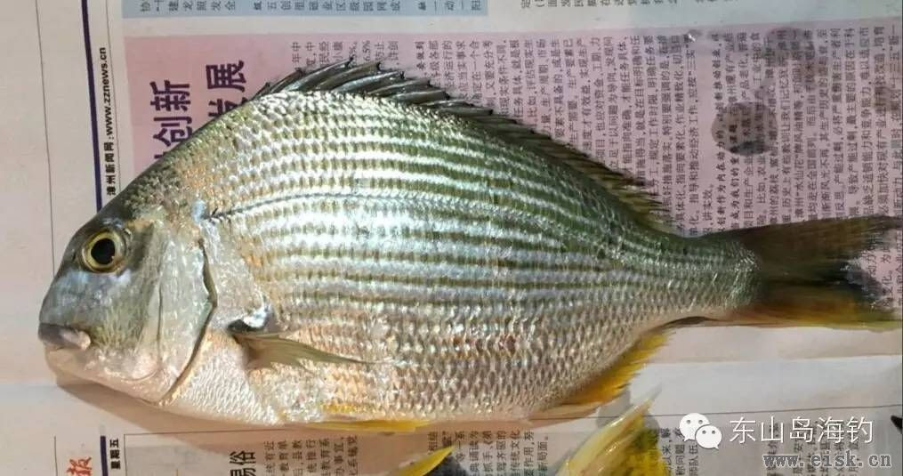 海钓中常见的鲷类鱼