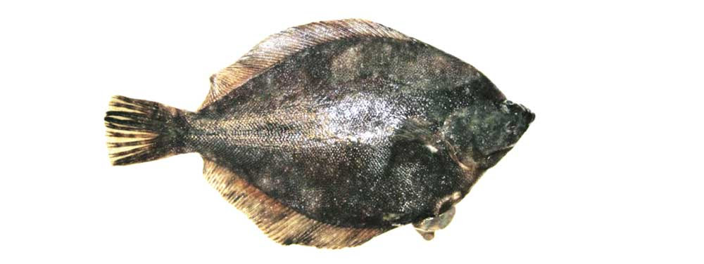 魚好き必見 カレイってこんなにいるの その種類を大公開