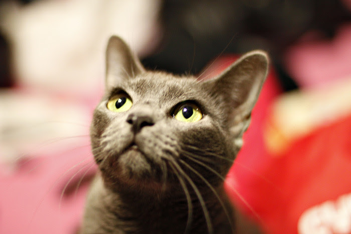 50mm 1.4 FRIDA