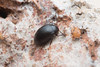 Amarygmus ovoideus (FAIRMAIRE, 1882). Tenebrionidae.