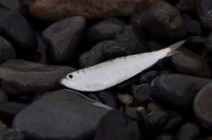 波打ち際の小さな魚 コハダ に 胸を痛める 三保の松原 穂高健一ワールド 書斎の小説家が街に飛び出した 気鋭のジャーナリストとして