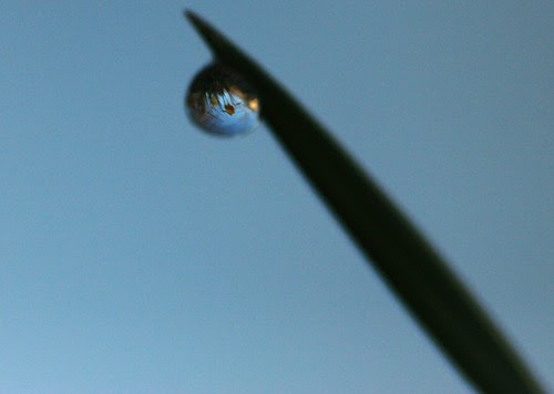 Daffodils in a waterdrop