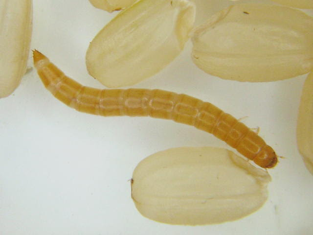 Kometuki2