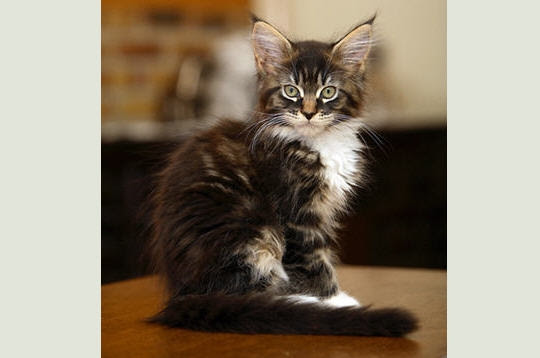 Main Coon Susie