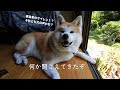 √ 犬 サイレン 317830-犬 サイレン