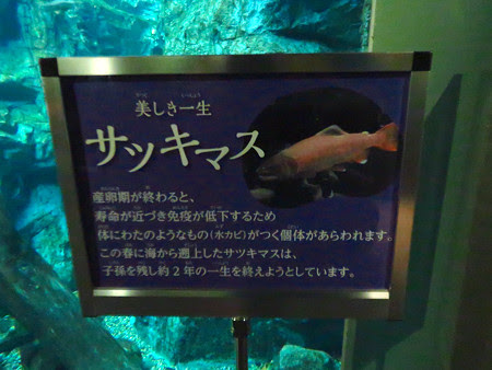 サツキマス動画 魚魚動画一覧表示