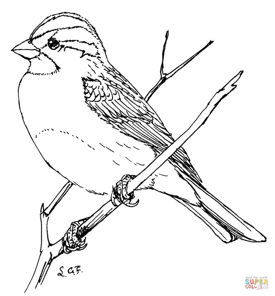 Sparrow Bird Drawing For Kids With Colour Bird Wallpaper