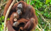 56+ Gambar Hewan Orang Utan Sumatera, Paling Gokil!