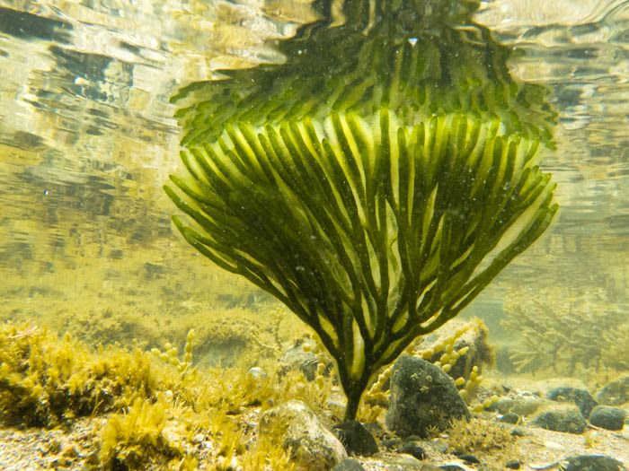 Algae milk - the latest fad or a healthy vegan alternative? http ...