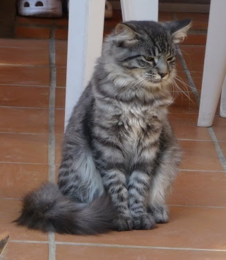Chat poils longs