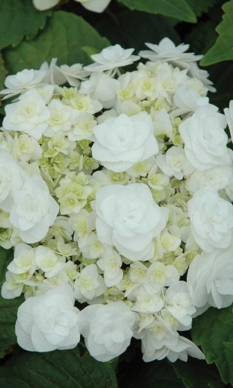 Hydrangea macrophylla 39;Wedding Gown39;  My White Garden  Pinterest