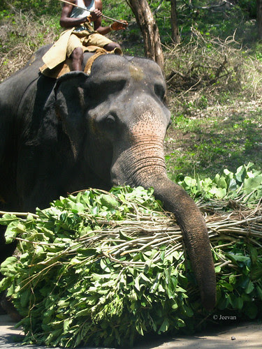 Kumki
