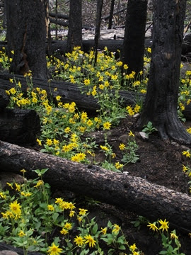 NC National Forests Cautions Visitors on Additional Hazards This Winter