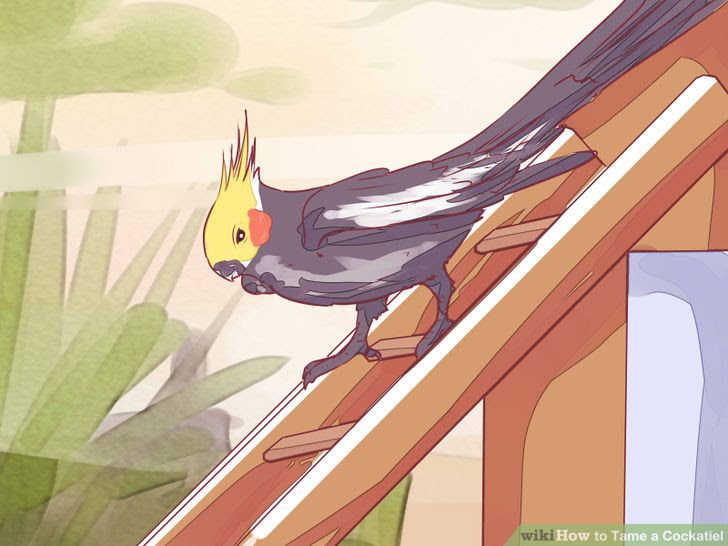 Tame a Cockatiel Step 13 Version 2.jpg