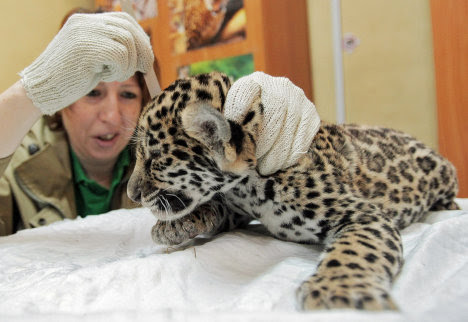 The world’s most famous zoos are impatient to obtain the kittens.