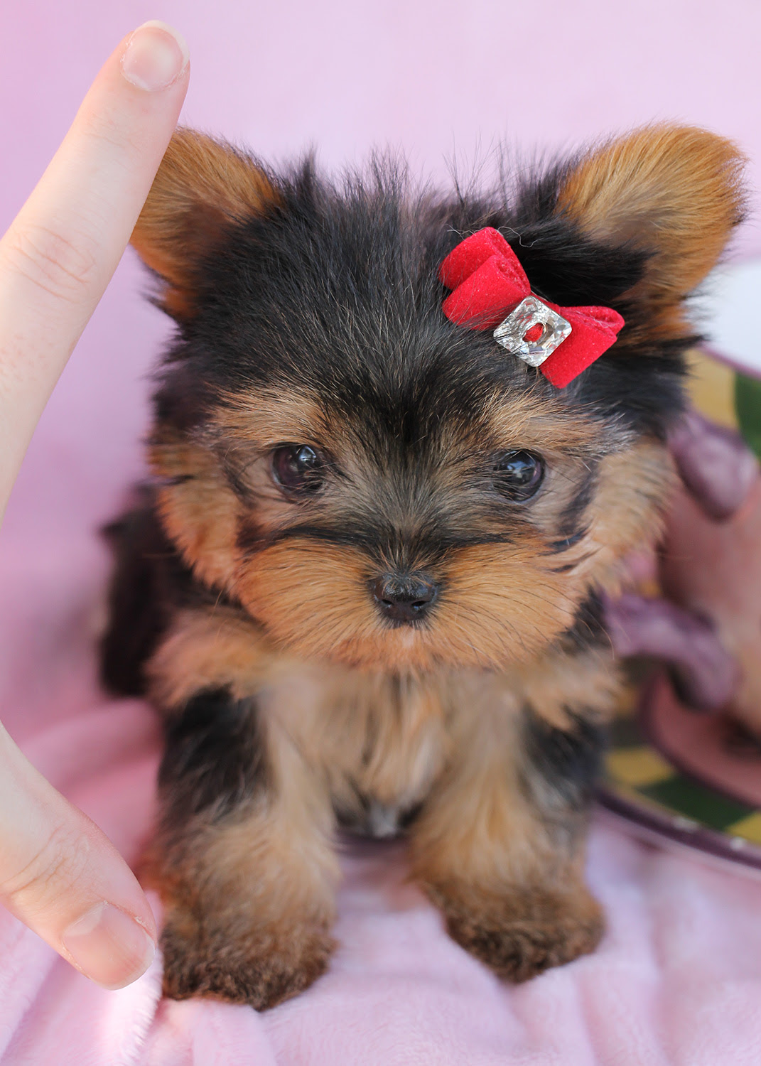 Delightful Teacup Yorkshire "Yorkie" Terrier Puppies for