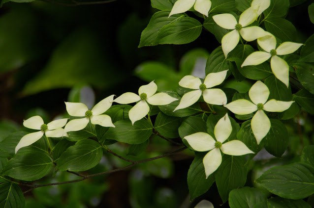 ヤマボウシの剪定方法 初心者向け 園芸作業のまとめ 花のある暮らしで 心に ゆとり