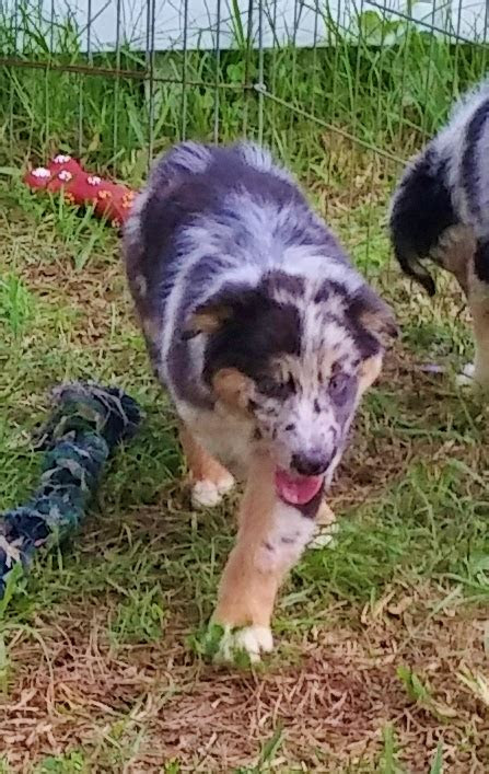 When you're first pregnant, you can't wait to feel your baby move. Shamrock Rose Aussies - ï»¿ï»¿ï»¿ Welcome to Shamrock Rose