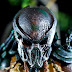 Predator And Prey : Predator and Prey. (With images) | Prey, Predator ... / Until the queen of the prey kingdom arranged a peace treaty between them.