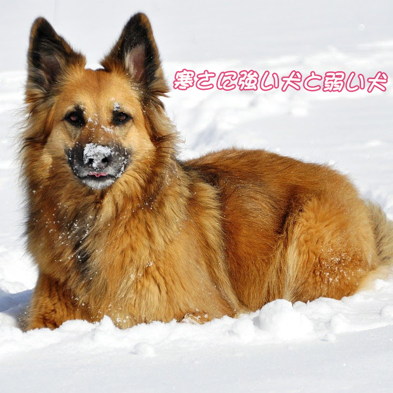 寒い冬に強い犬はいるの 寒さに強い犬と弱い犬の違い