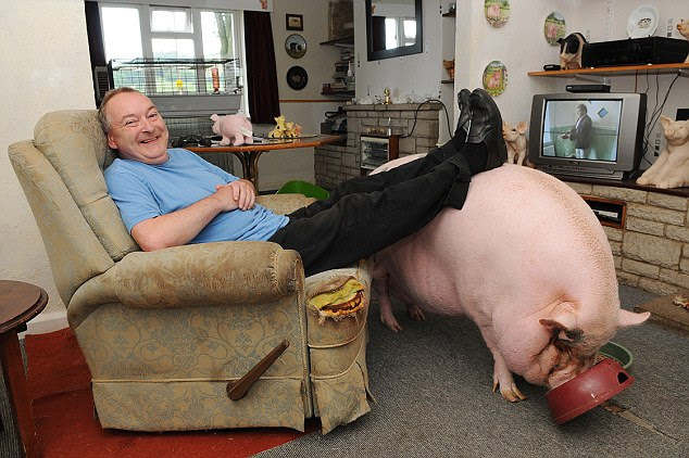 Feet up: Colin Webb thought a micro pig would make an ideal household pet and bought Babe on the internet for £250 as a gift for his wife Susie