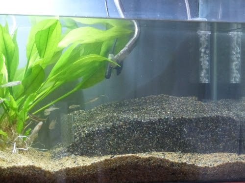 思いがけずの水槽リセット Mkg Aquarium Page 楽天ブログ