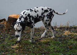 Dog names image