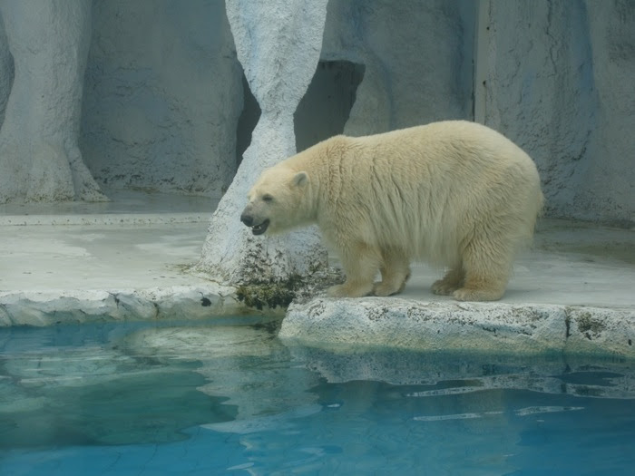 ホッキョクグマの輸送プロジェクト