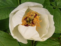 ４月２４日の誕生花 シャクヤク 芍薬 の花言葉 恥じらい と 誕生花のわからないヤマシャクヤク 山芍薬 の花言葉 はにかみ 純白の花の清楚な美しさ 弥生おばさんのガーデニングノート 花と緑の365日 楽天ブログ