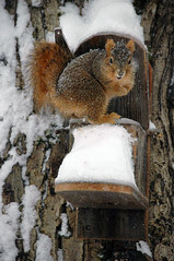 Snowy squirrel at Rosings Park (Dec 2008)