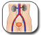 الفشل الكلوي - Kidney Failure