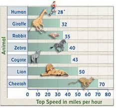 fastest animal chart