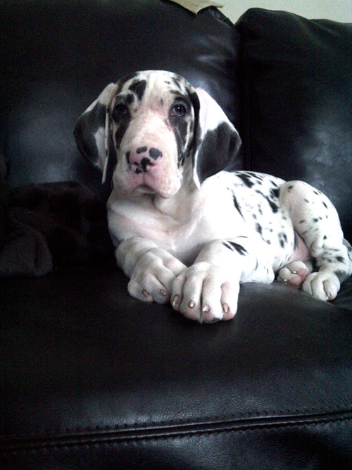 Eleveur De Grand Danois Great Dane Breeder Elevage Dogue Allemand Nos Chiots Grand Danois De Race Pure