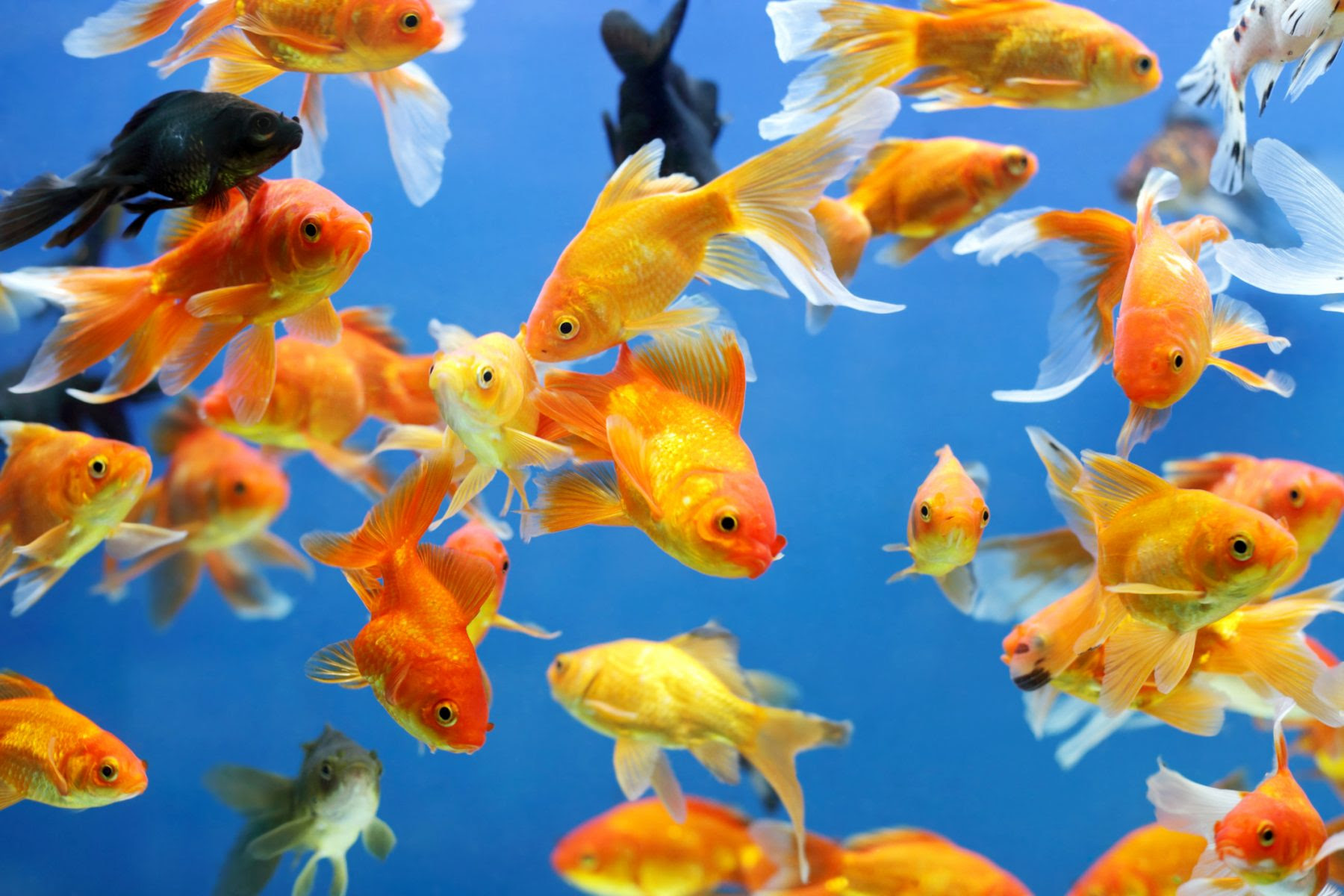 Keeping Goldfish As Pets 金魚を飼育する を英語で表現 キッズ英会話フレーズ集 Kids Mypace Kids