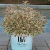 My Monet Flowering Weigela / Plant database entry for old fashioned weigela (weigela florida my monet®) with 5 images and 26 data details.