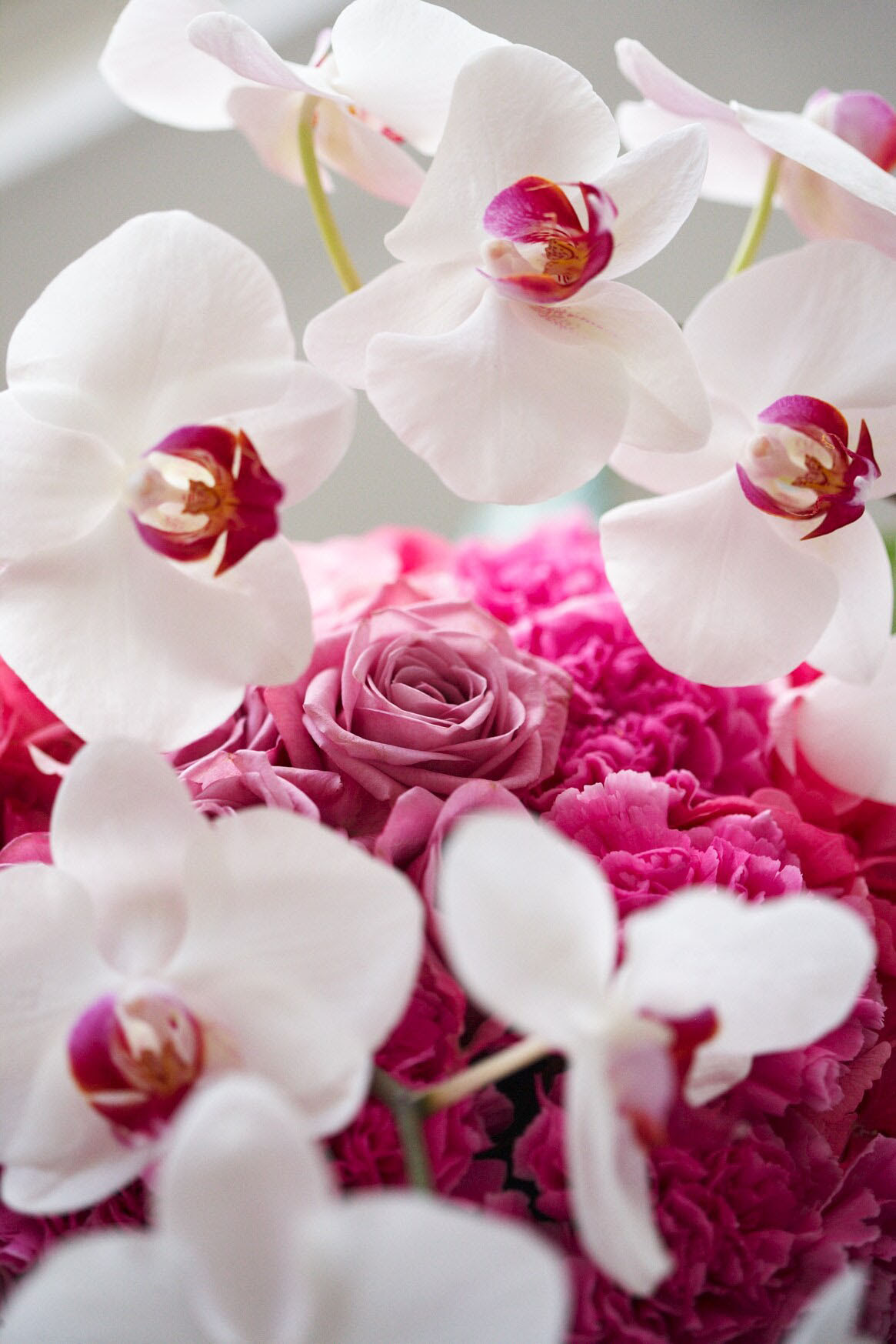 Orchid Phalaenopsis Colors