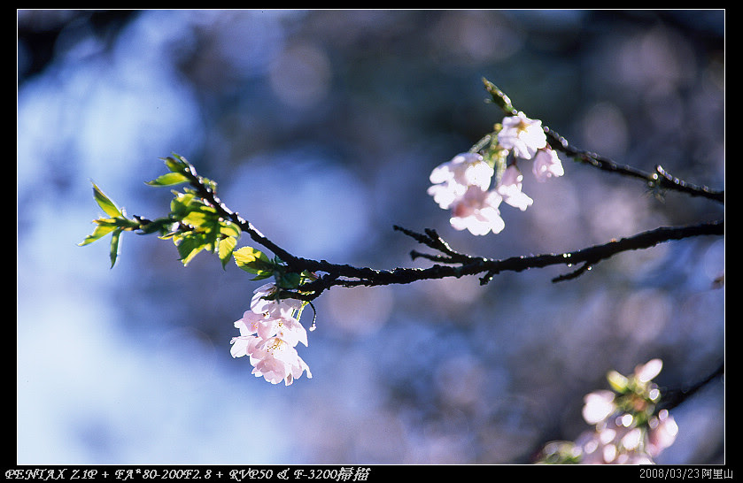 Z1P+FA80-200+RVP50_012_nEO_IMG