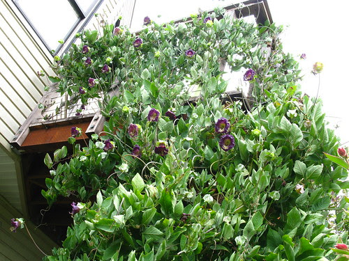 Cobaea scandens 5
