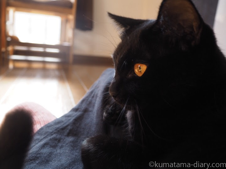 月命日 黒猫のオスはかっこいいとつくづく思います