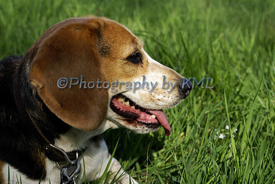 profile of a beagle dog in the grass