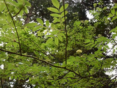 はなq ナンキンナナカマド ナシ連 ナナカマド属 草花や樹木の図鑑
