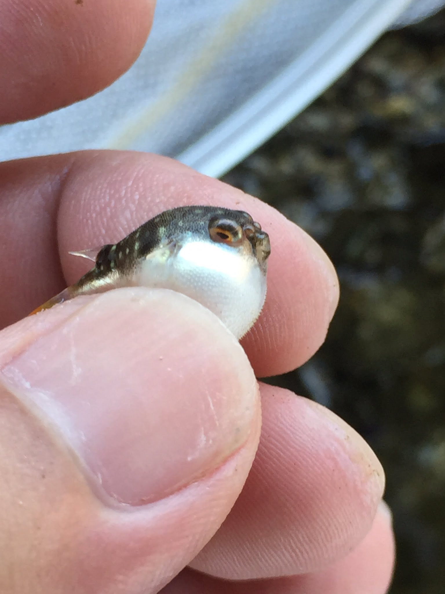 とても小さいフグの赤ちゃん 立派に膨らむことができるぞ ぷくー Netgeek