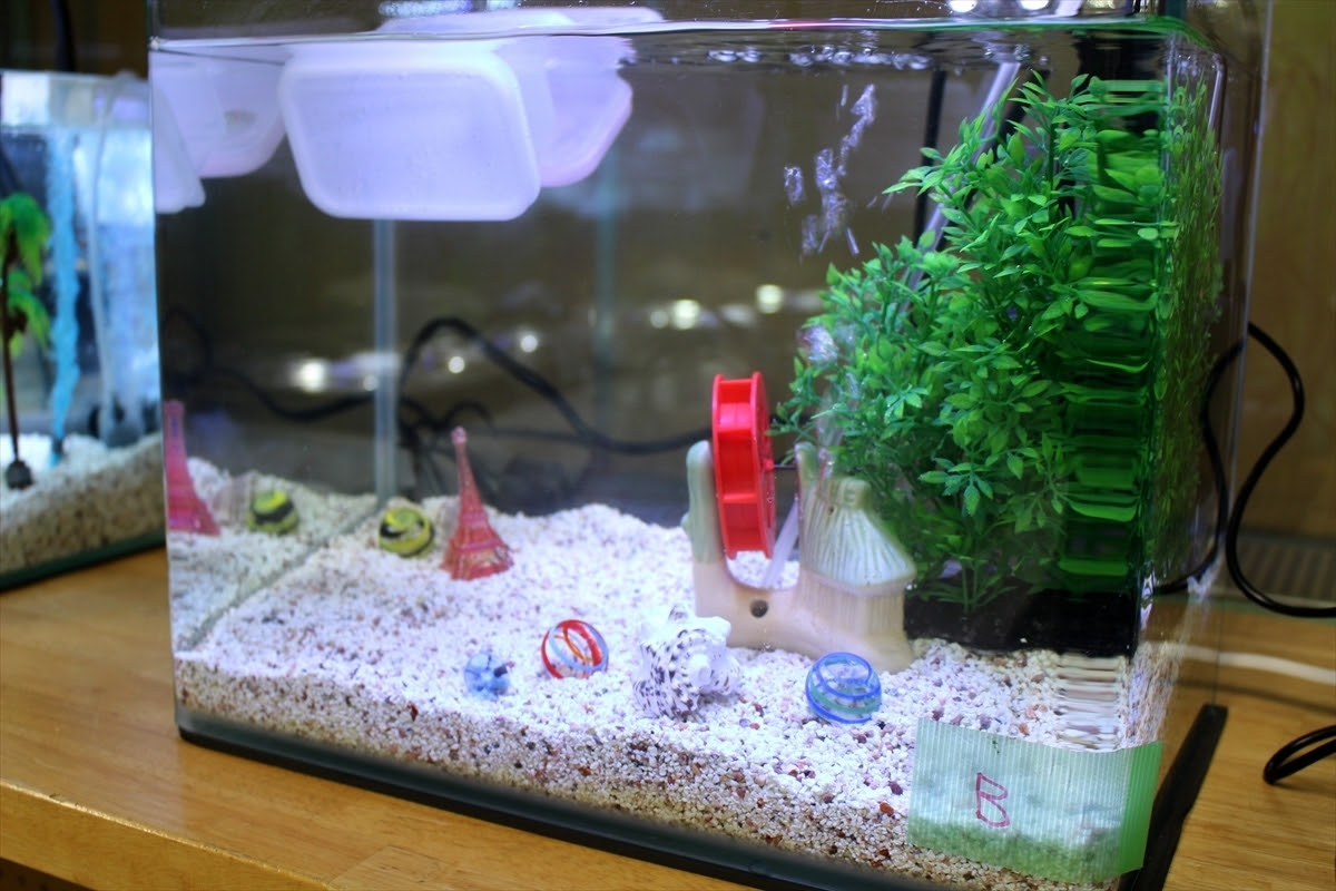 サントリーcmにかわいいミニふぐグ水槽をレンタル 水槽レンタルサービス